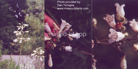 penstemon, smooth
